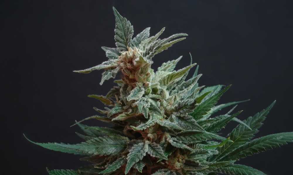 cannabis flower closeup single bud