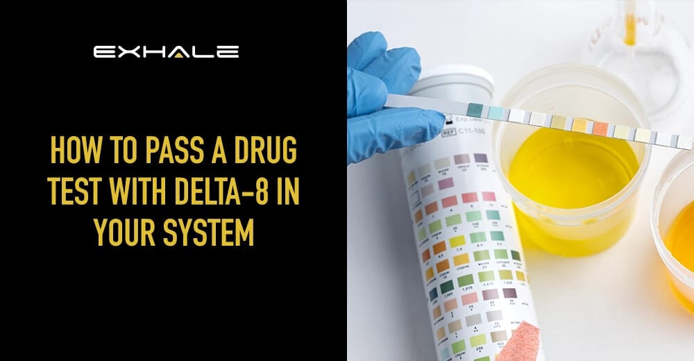 how to pass a drug test with delta-8 in your system