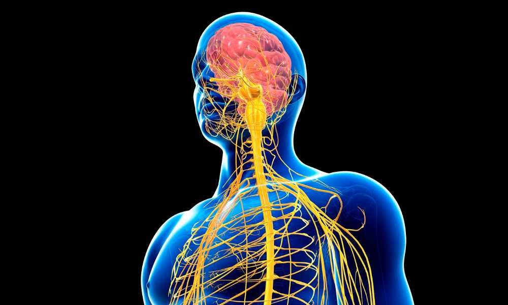 male nervous system illustration