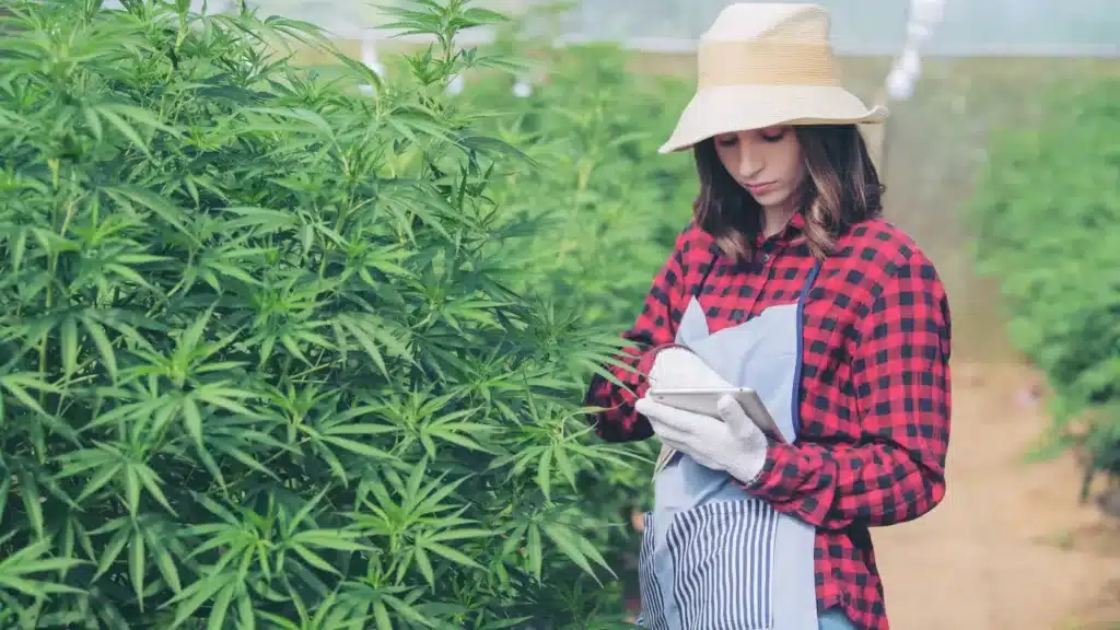 cannabis-ai-2024