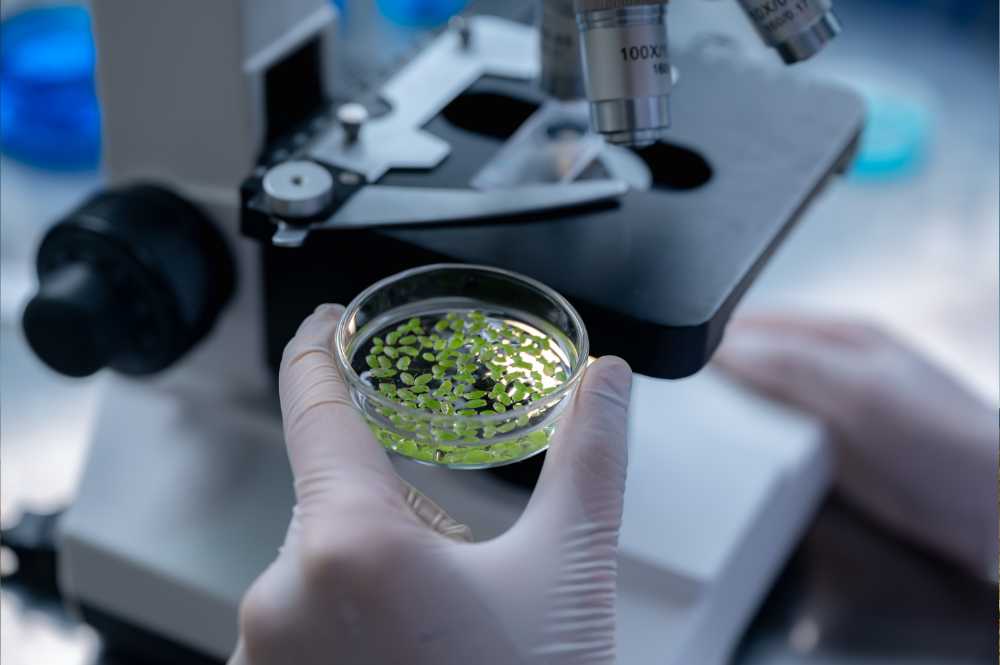 analyzing cannabis in petri dish