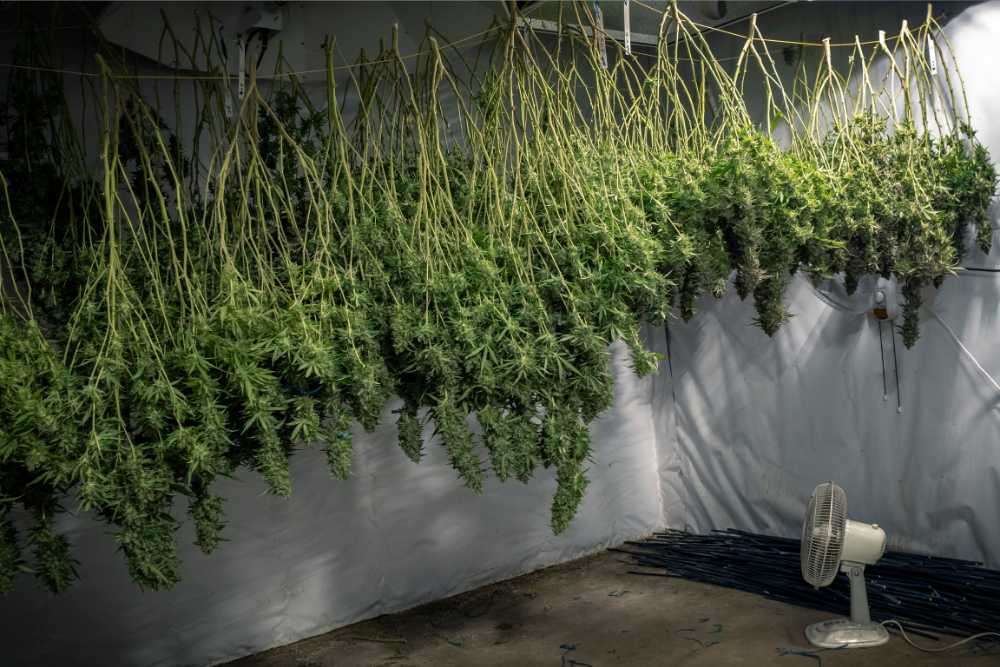 drying and curing cannabis