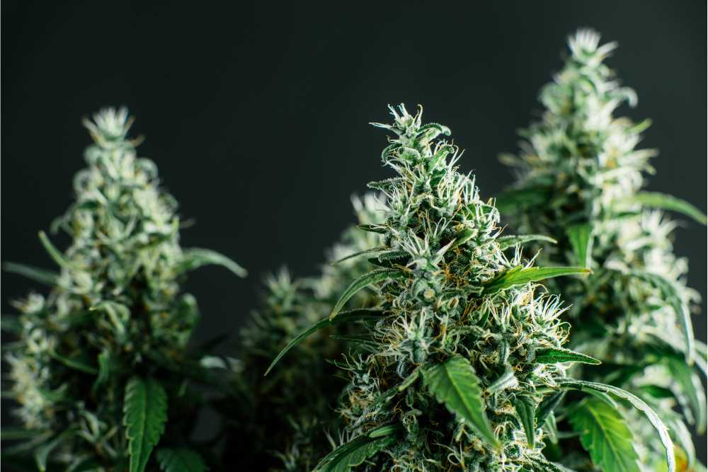hybrid vs sativa cannabis plants