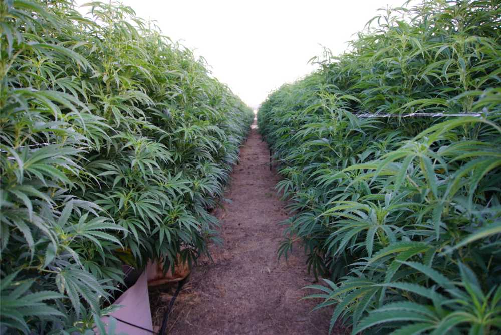 two hemp plant fields with dirt pathway