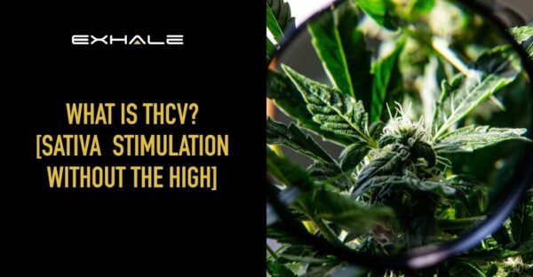 What Is THCv? [Exploring The Benefits, Risks, And Legal Status ...