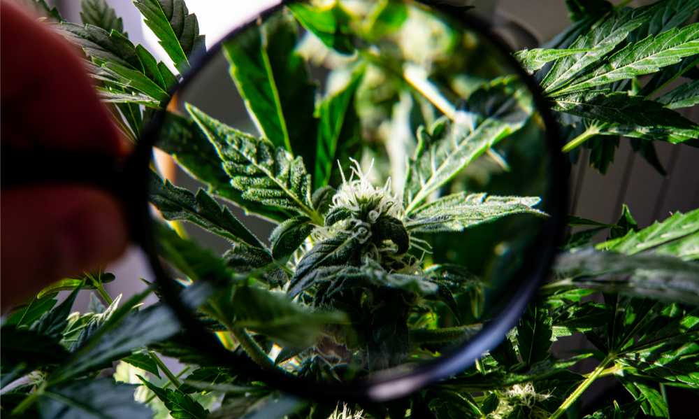 cannabis flower through magnifying glass thcp vs thca
