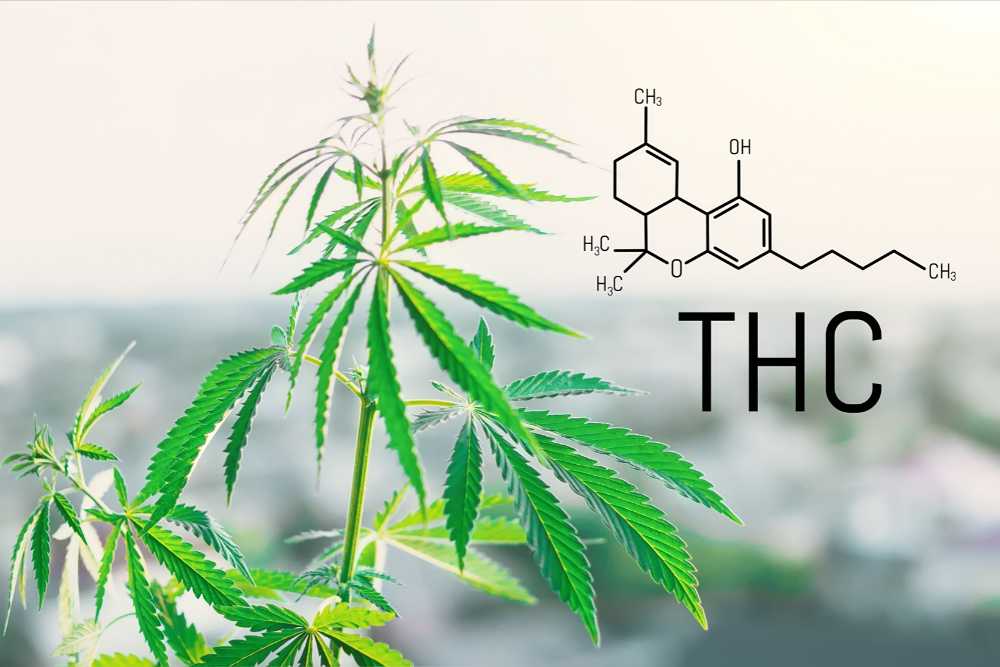 cannabis leaves next to chemical structure of thc