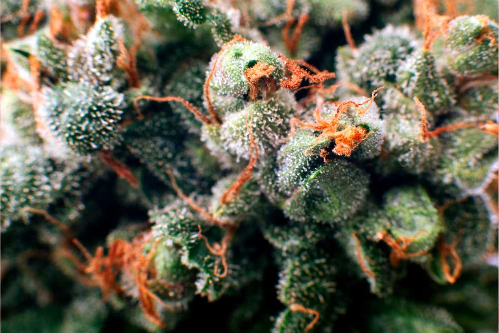 closeup of cannabis bud with trichomes and pistils