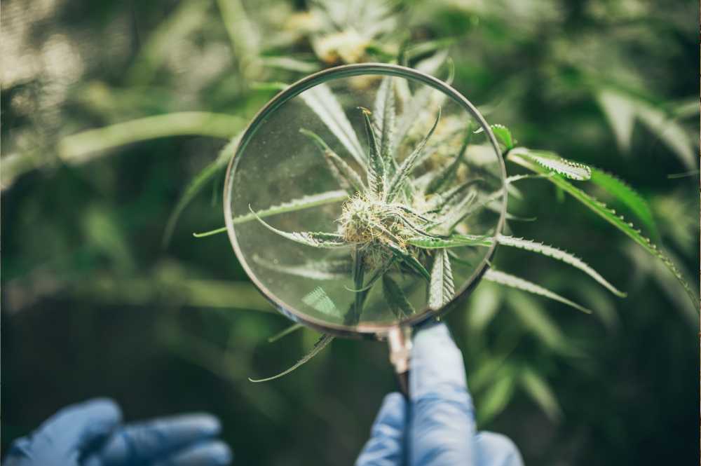 examining cannabis bud with magnifying glass closeup