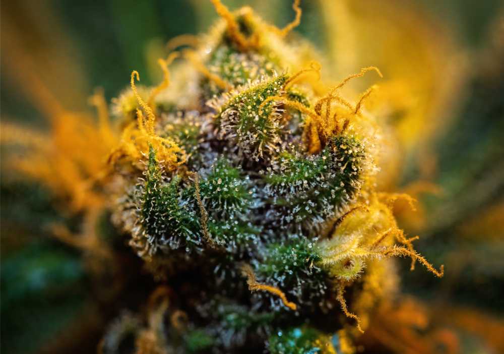 extra closeup shot of cannabis nug at sunset