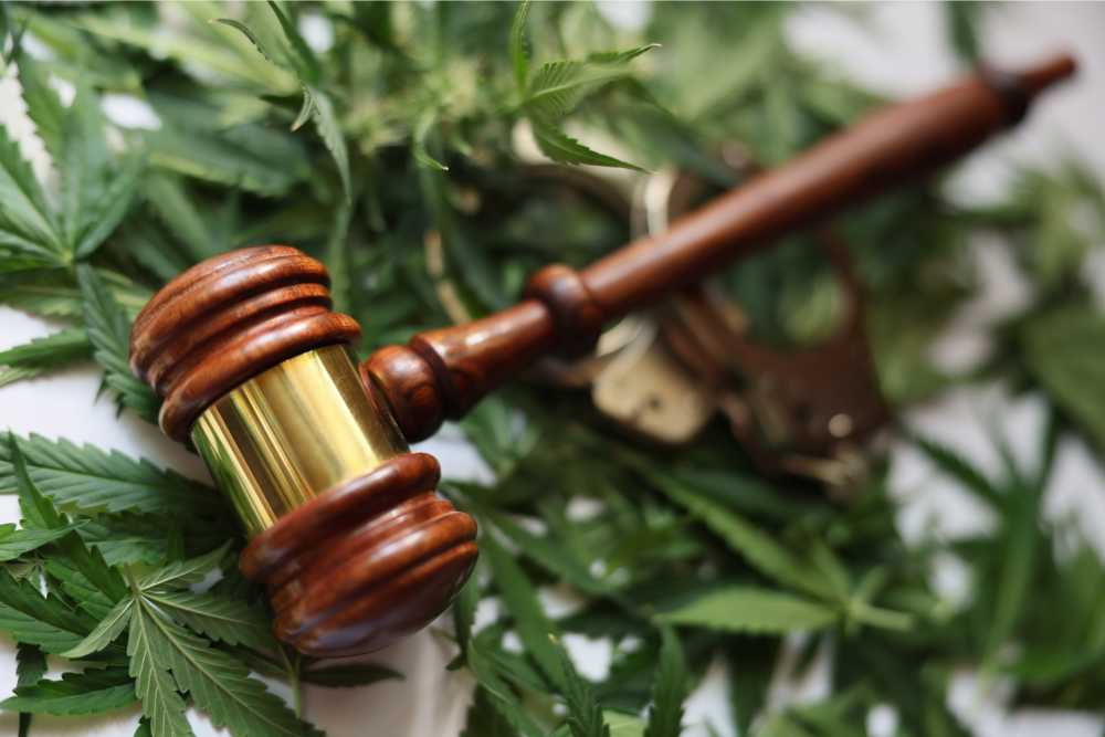 gavel on top of cannabis leaves