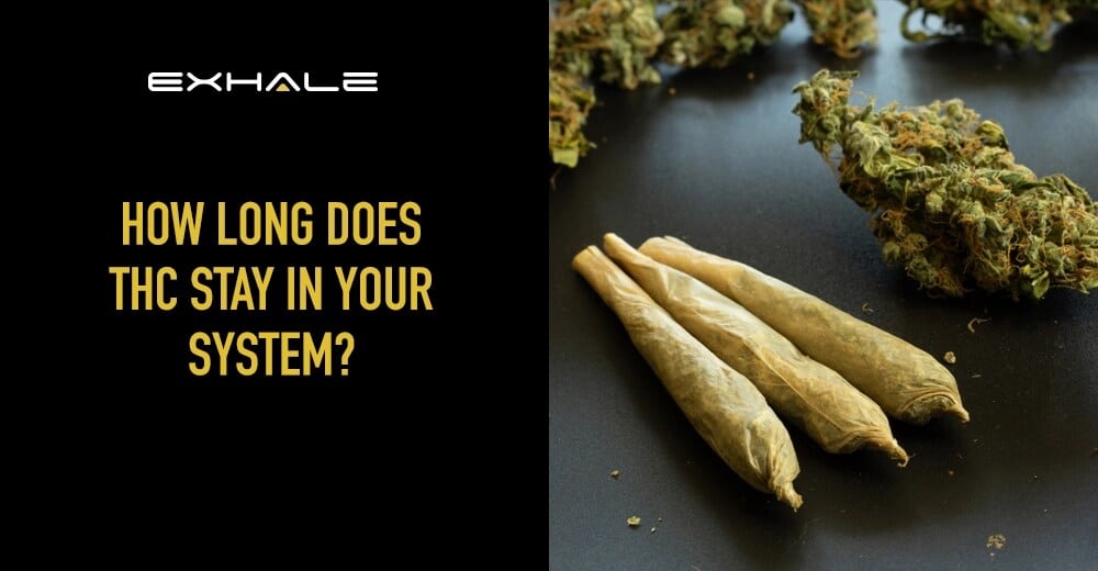 how long does thc stay in system