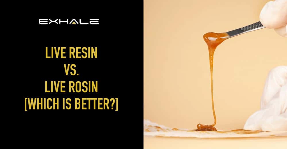 live resin vs rosin