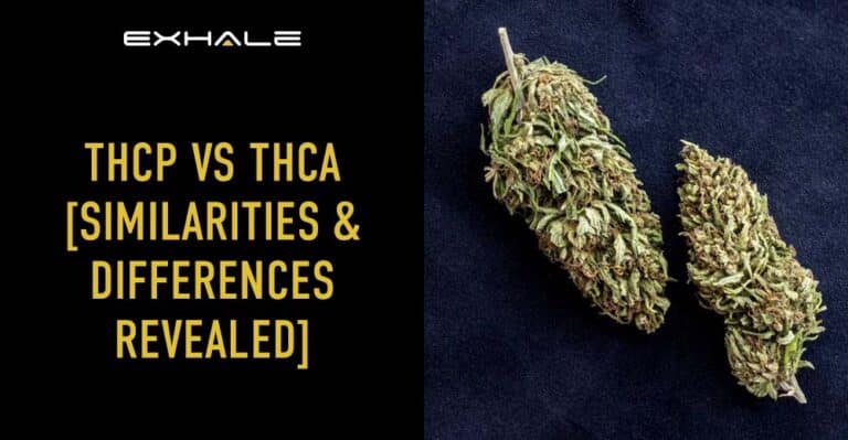 THCp Vs THCa [Understanding The Differences] - Exhale Wellness