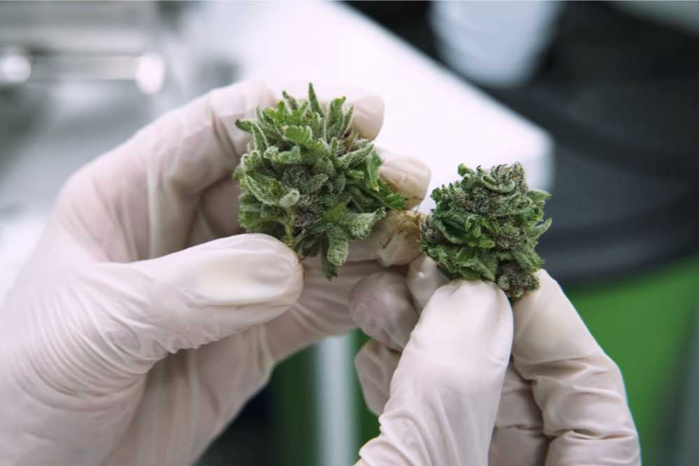 gloved hands holding two cannabis buds