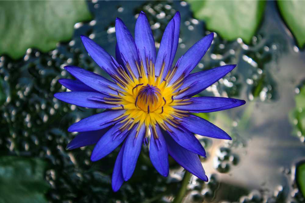 overhead closeup of blue lotus flower