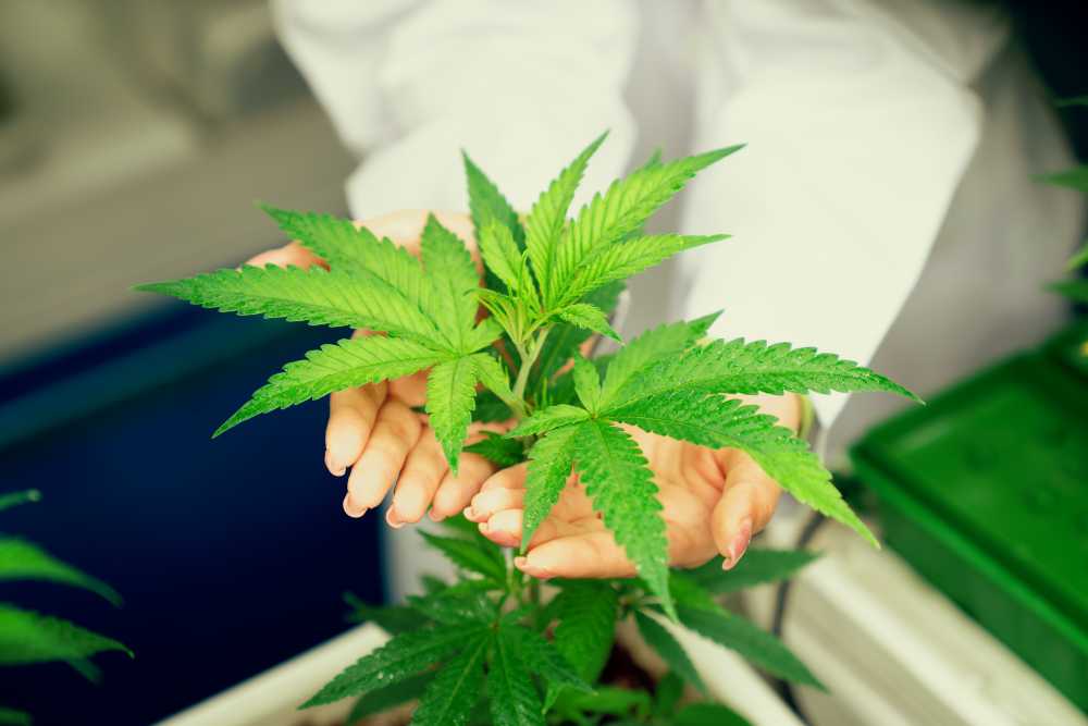 person holding cannabis leaves in palm