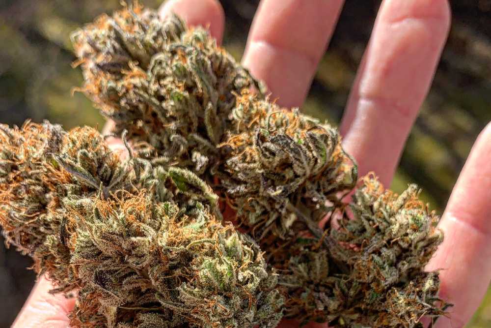 closeup of open hand holding two cannabis nugs