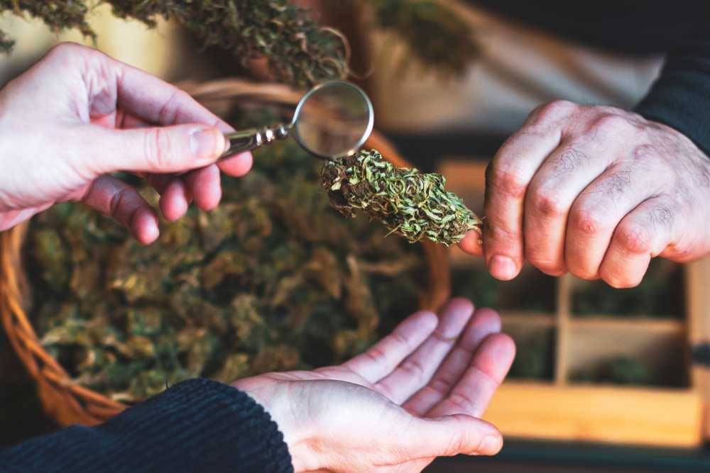 examining cannabis bud with magnifying glass