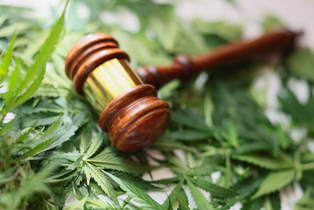 gavel on top of cannabis leaves