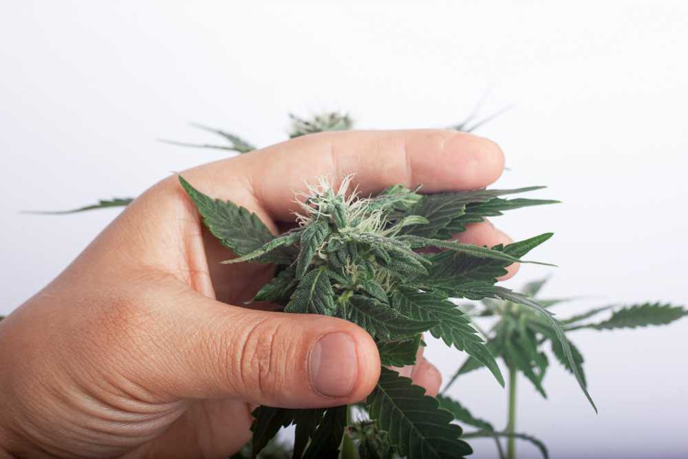 hand holding cannabis hemp bud from stem