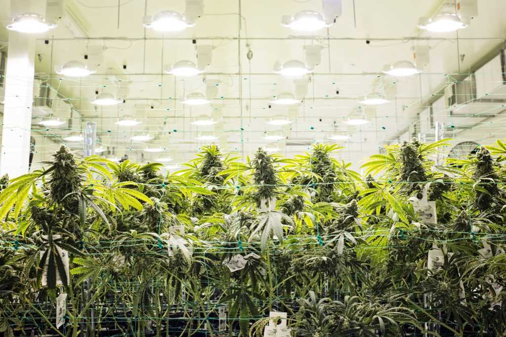 indoor cannabis farm with bright lights