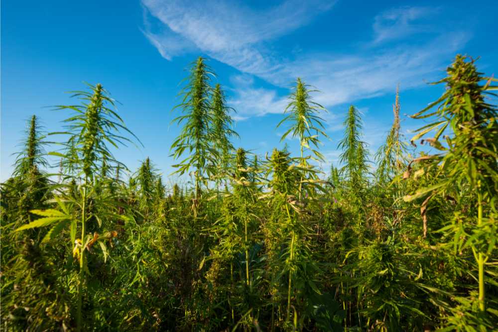 cannabis farm field against beautiful blue sky