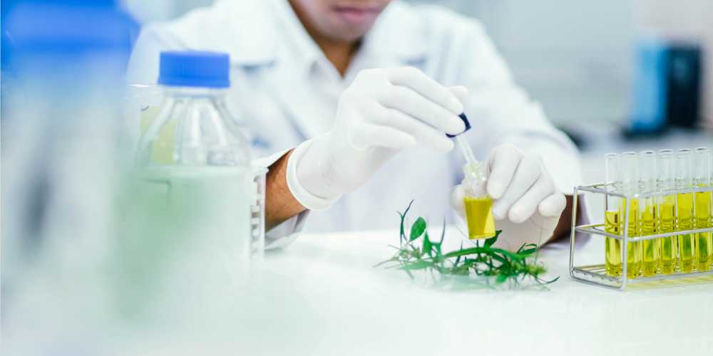 doctor examining cannabis oil in lab