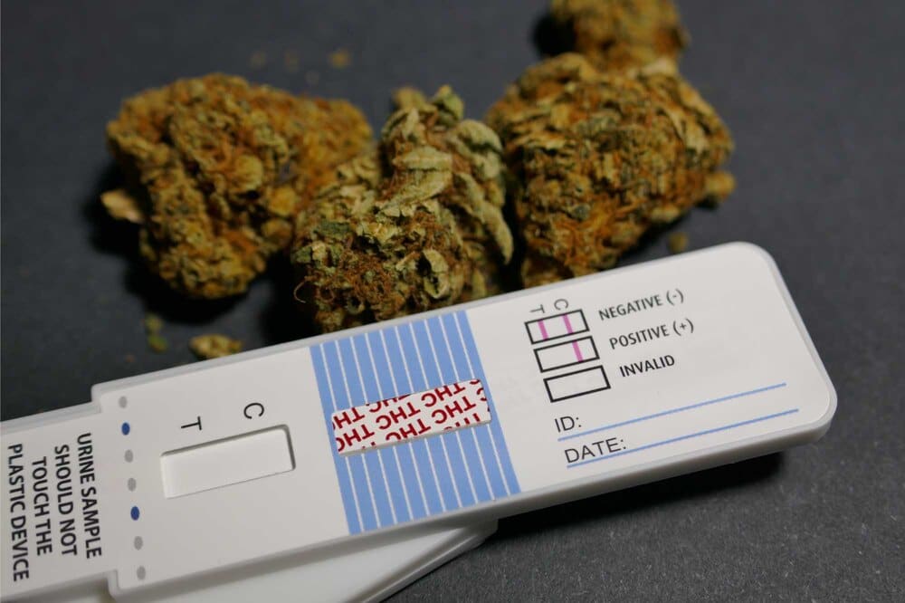 three cannabis buds next to thc drug test