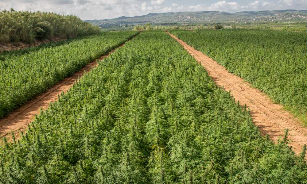 cannabis field with extending to horizon