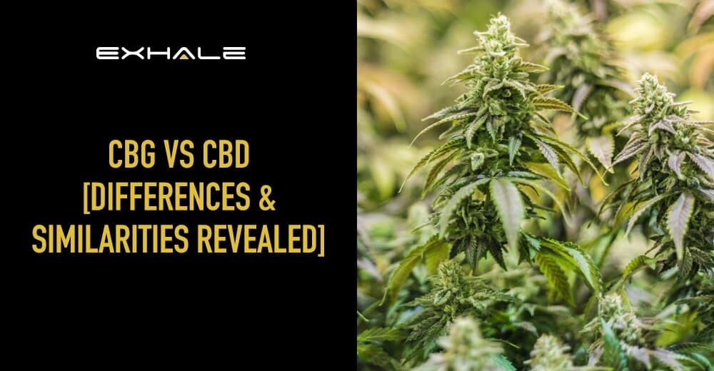 CBG vs CBD [5 Must-Know Benefits To Improve Your Life] - Exhale Wellness