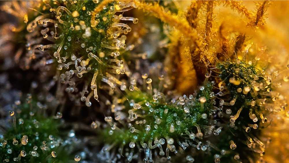 closeup of glistening trichomes on cannabis bud