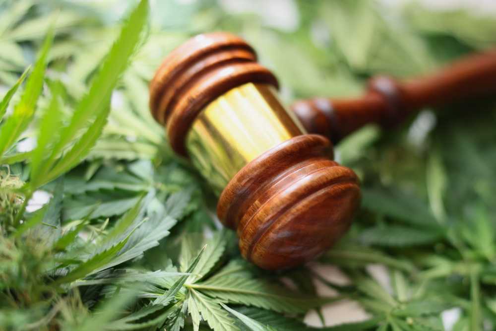 gavel on top of table filled with cannabis leaves