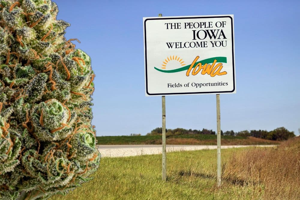 iowa sign with large cannabis bud on left